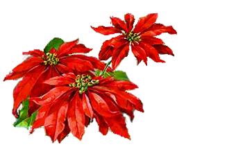 Free Poinsettia Clipart | Free Download Clip Art | Free Clip Art ...
