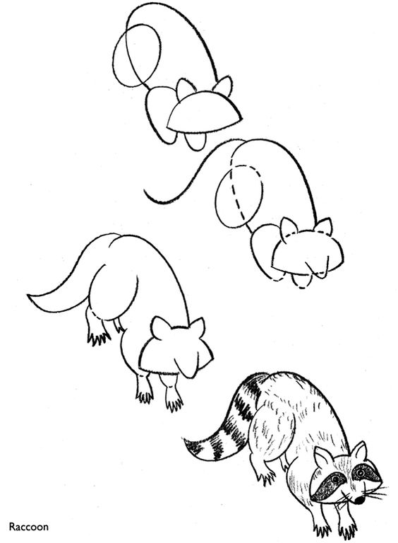 Raccoons, How to draw and To draw