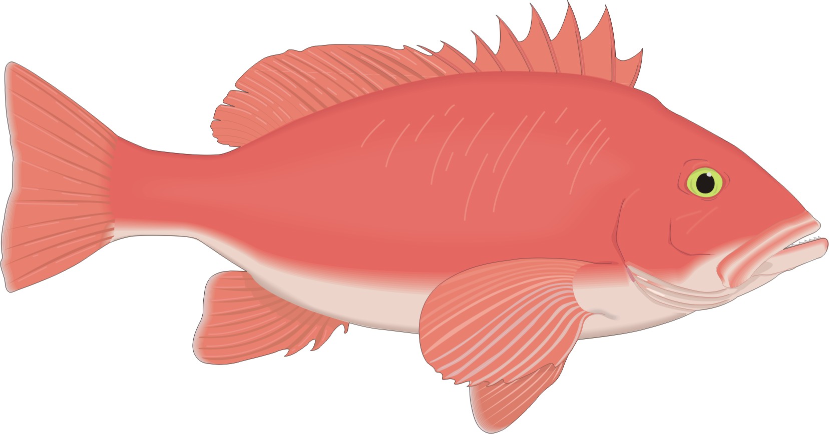 Red Fish Cartoon - ClipArt Best