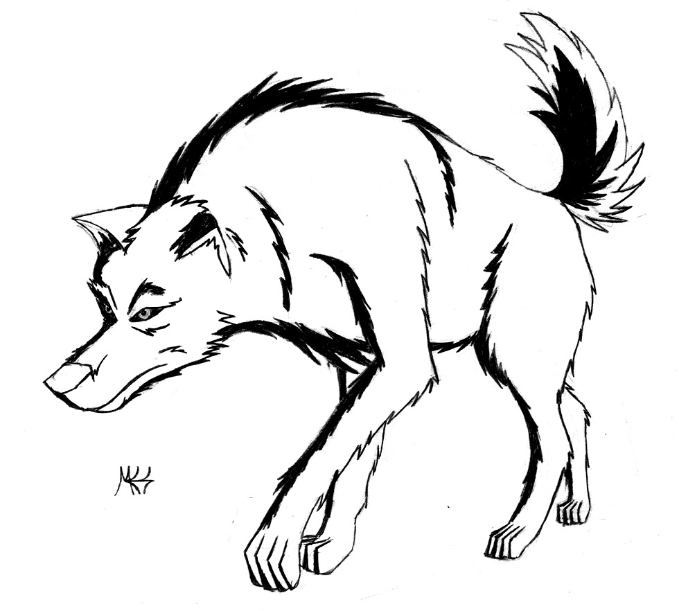 Old walking wolf