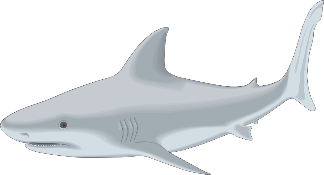 Cartoon Fish