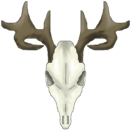 Deer Skull