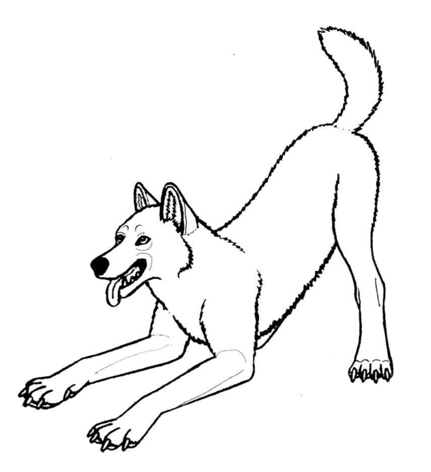 Wolf Play Bow