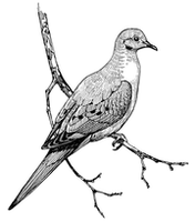 Celebrate Urban Birds