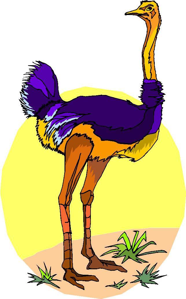 Ostriches Clip Art