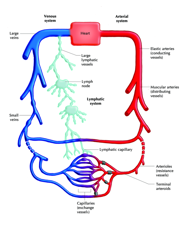 Lymphatic circulatory system