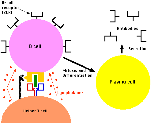 B Cells and T Cells