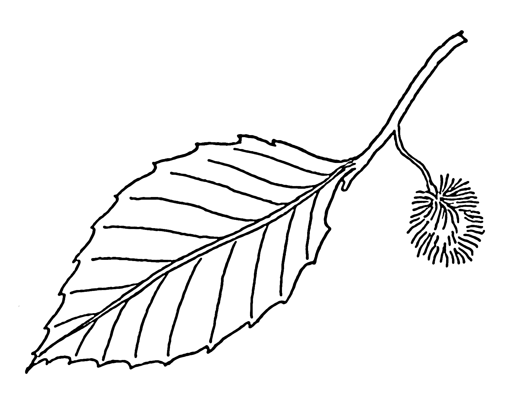 Beech - leaf and fruit 001.png - The Work of God's Children