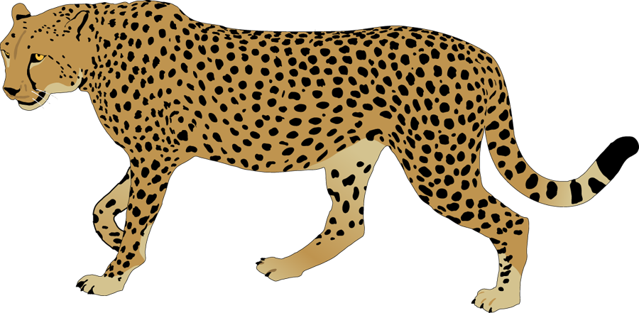 Cheetah