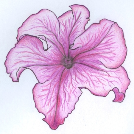 pink petunia