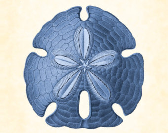 Vintage Sand Dollar Navy Blue 8x10 Art Print Natural History Beach Decor Nautical Sea