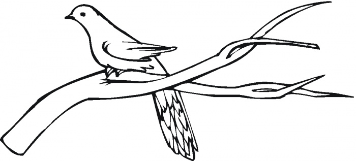 pigeon-stands-on-branch- ... - ClipArt Best - ClipArt Best