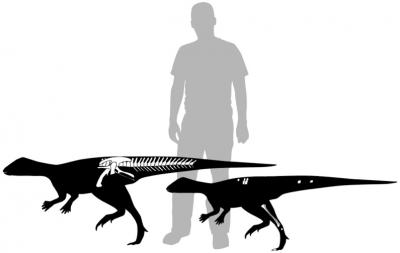 Small, speedy plant-eater extends knowledge of dinosaur ecosystems ...