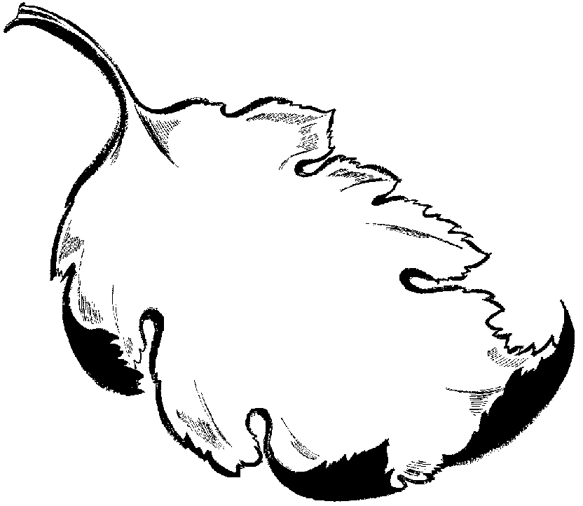 Black And White Leaves Clipart