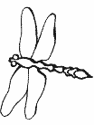 Insect Coloring Pages