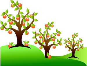 an_orchard_of_orange_trees_ ...