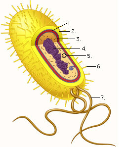 Cell Biology