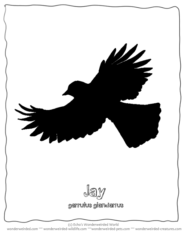 Bird Silhouette Jay free Printables,Echo's Jay Bird Stencils ...