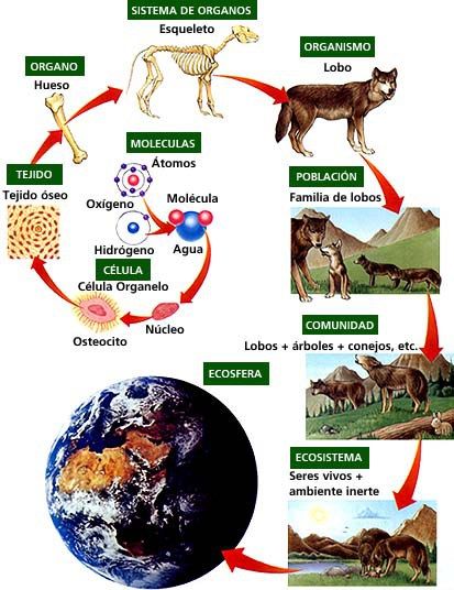 La Biologia | La Fotosintesis ...