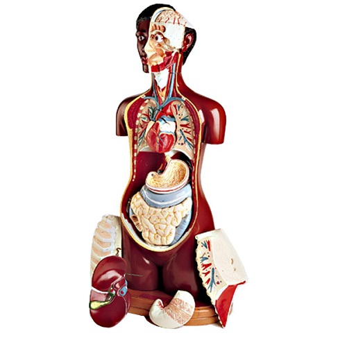 Human Body with Internal Organ Diagram | humandiagram.info