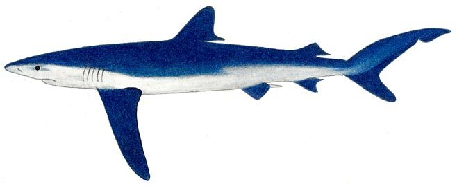 Tiburones en Venezuela - LatitudScuba.Com
