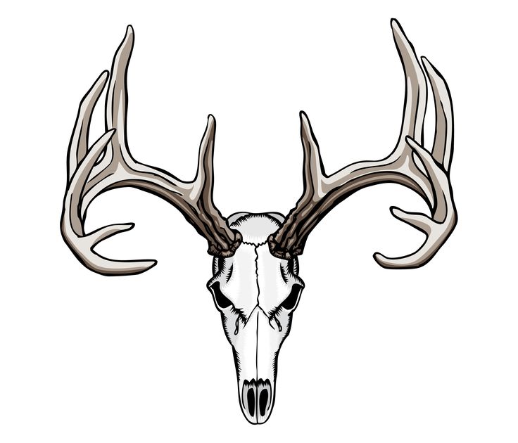 Deer Skull Drawing | Deer Skull ...
