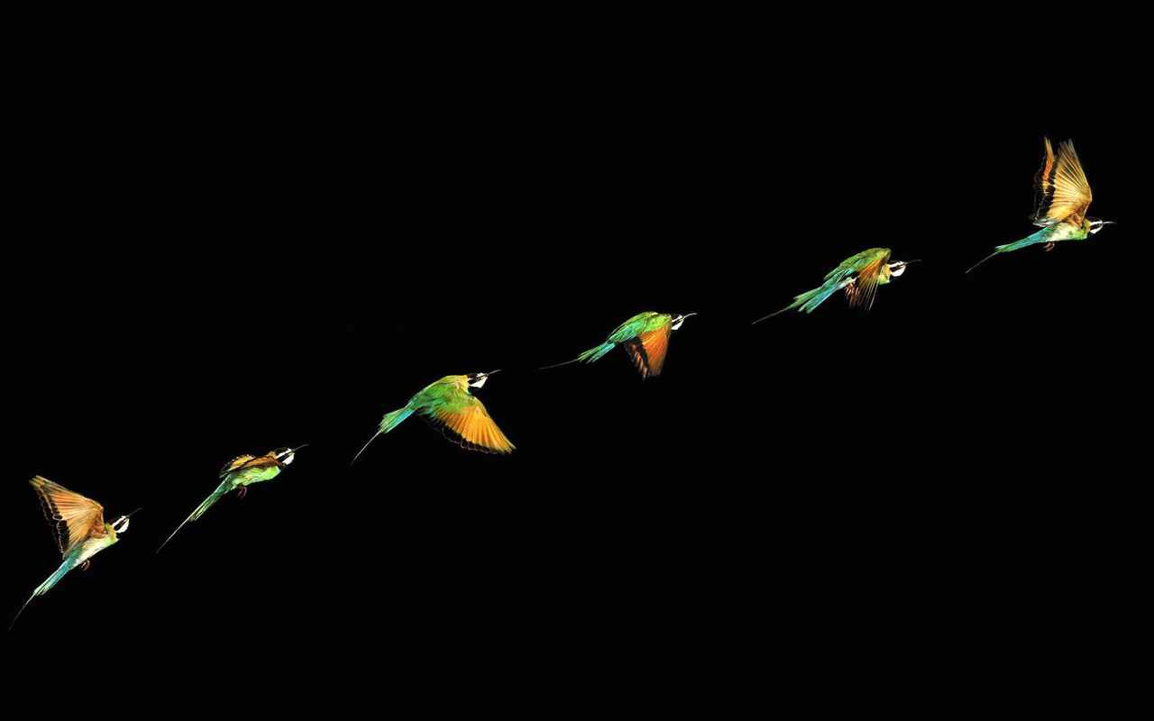 Nature wallpaper - Animals, birds, Black, Darkolivegreen, Dimgray ...