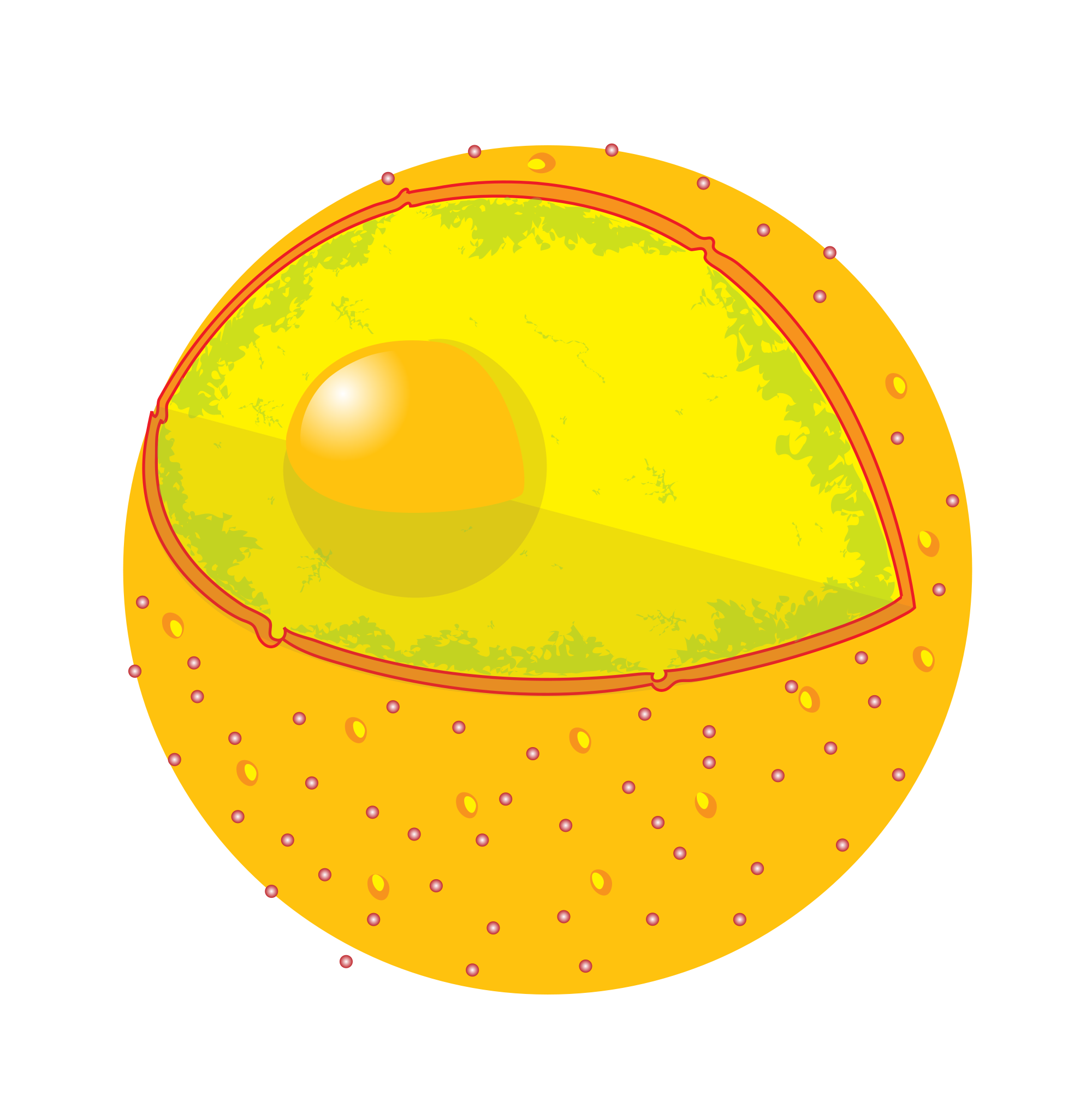 File:Diagram cell nucleus no text.svg