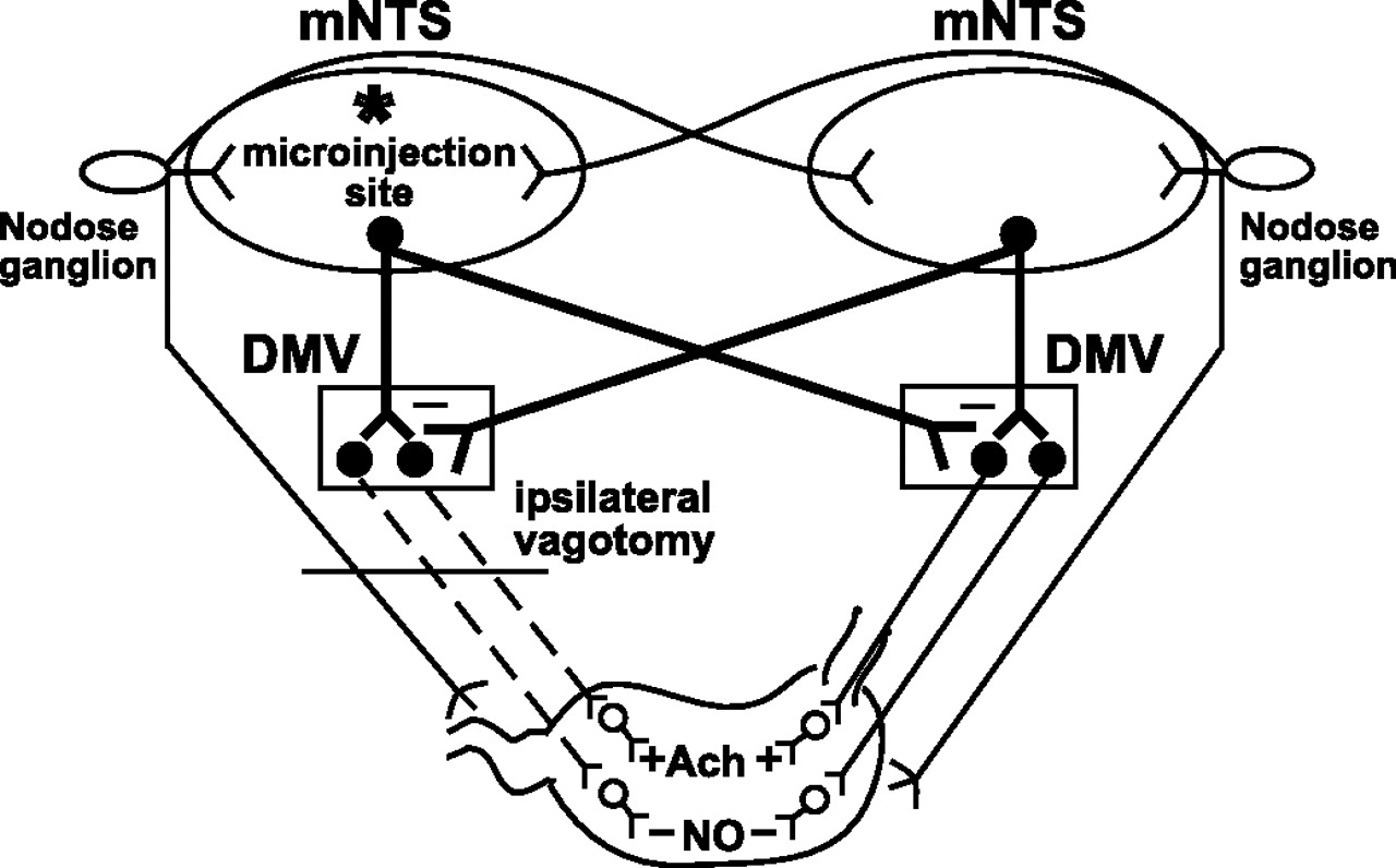 GABA signaling in the nucleus tractus solitarius sets the level of ...