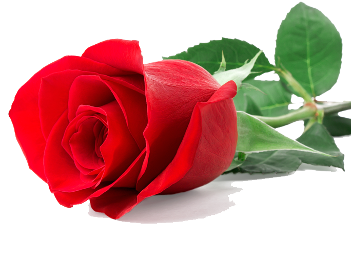 Single Red Rose | PNG Mart