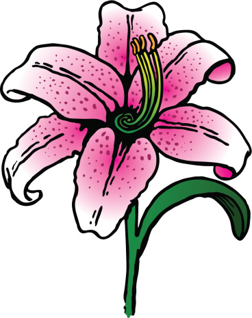Stargazer Lily Clip Art, Vector Images & Illustrations