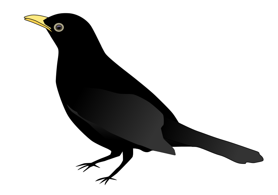 Black bird clipart