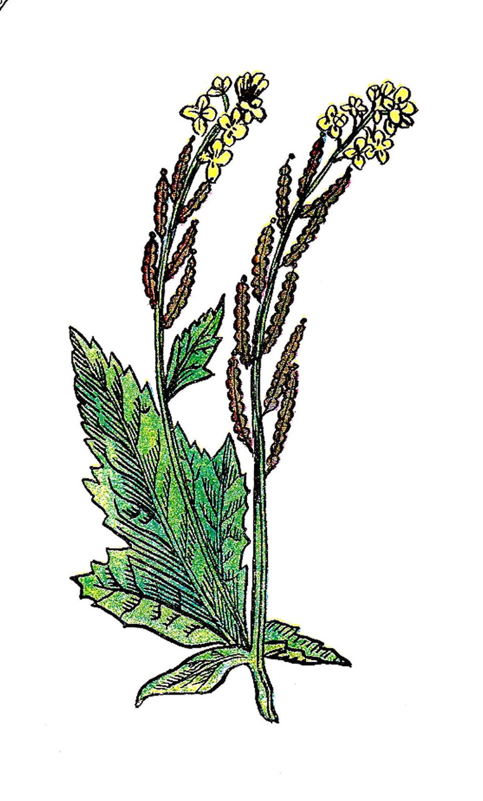 Antique Images: Free Botanical Clip Art: Vintage Illustration of ...