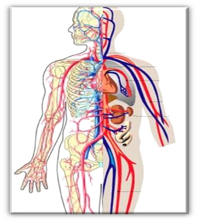 Heart Diagram Unlabeled