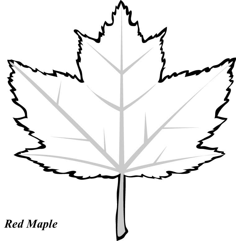 Maple Leaf Coloring Pages - Bestofcoloring.com