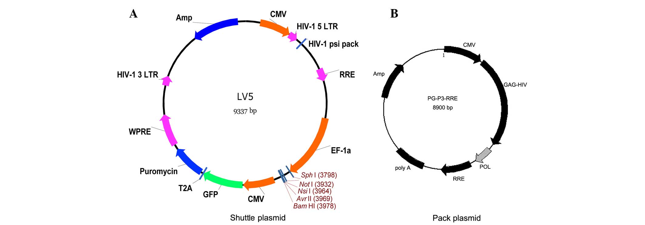 Neutrophil elastase enhances the proliferation and decreases ...