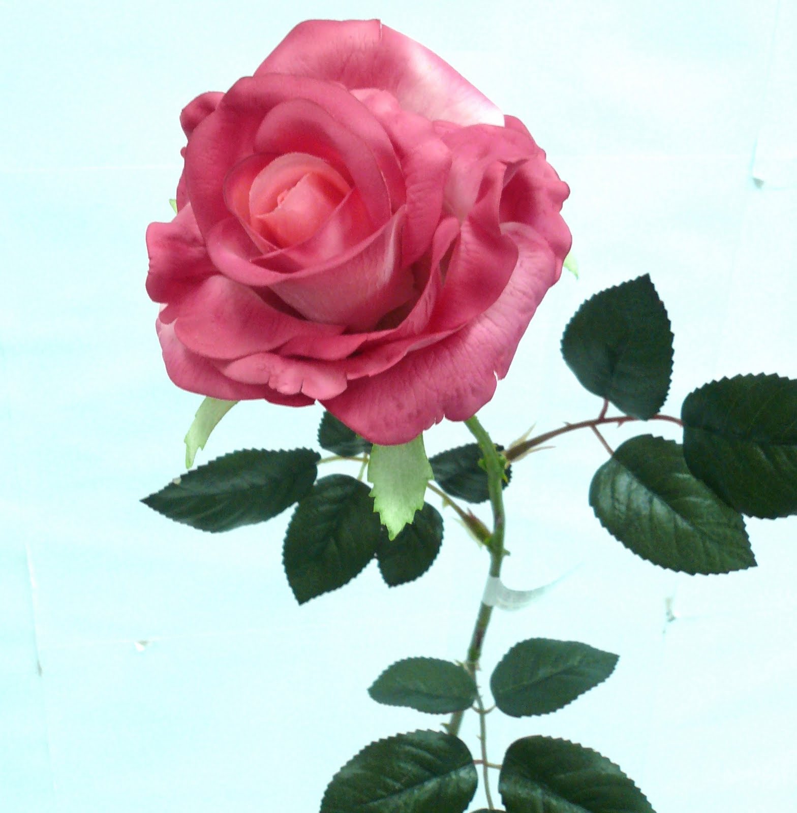 Single Pink Rose Stem