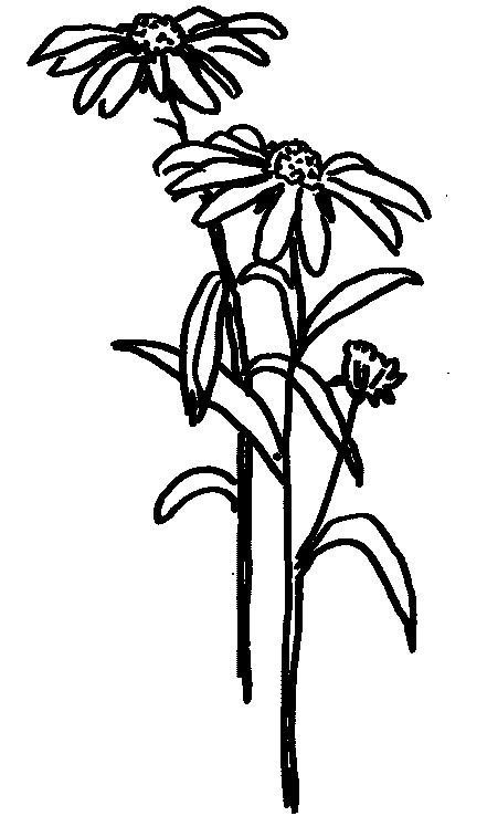 Folk Art Pattern