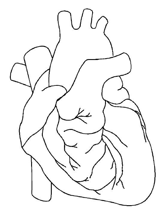 Muscular system blank diagram