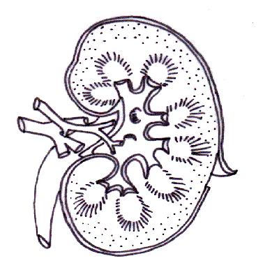 Blank respiratory system diagram