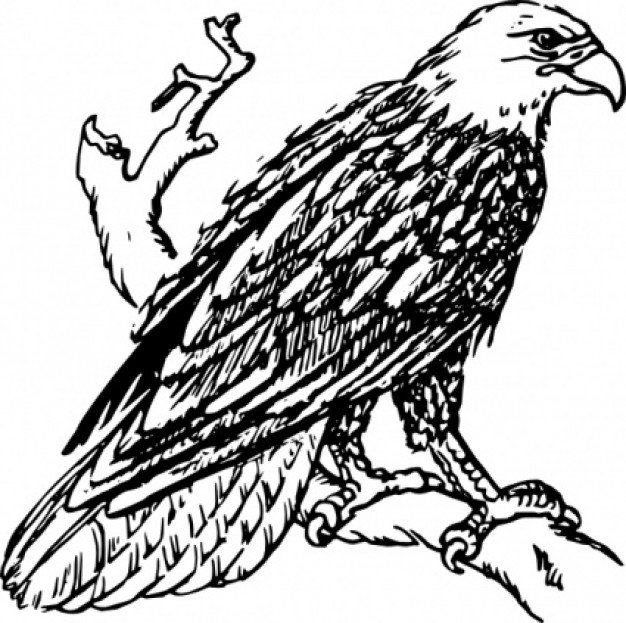 Bald eagle perched on a branch | Download free Vector