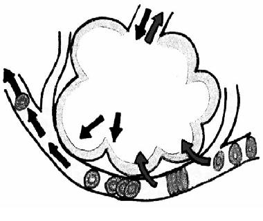Heart Diagram Unlabeled