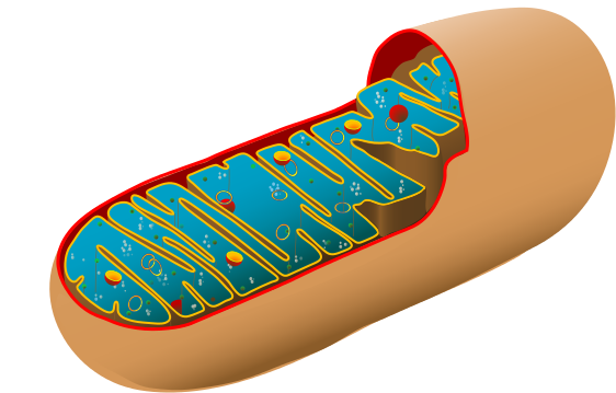 Unlabeled Animal Cell