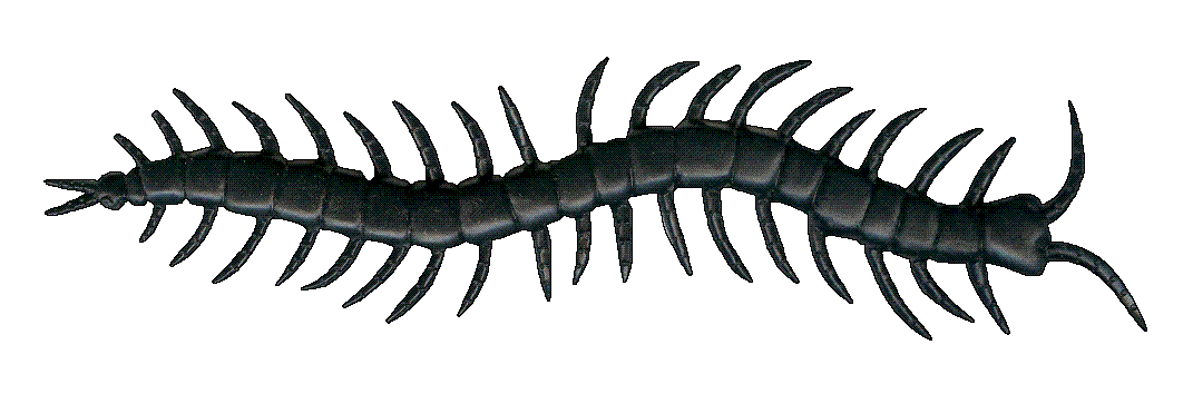 Centipede Clipart