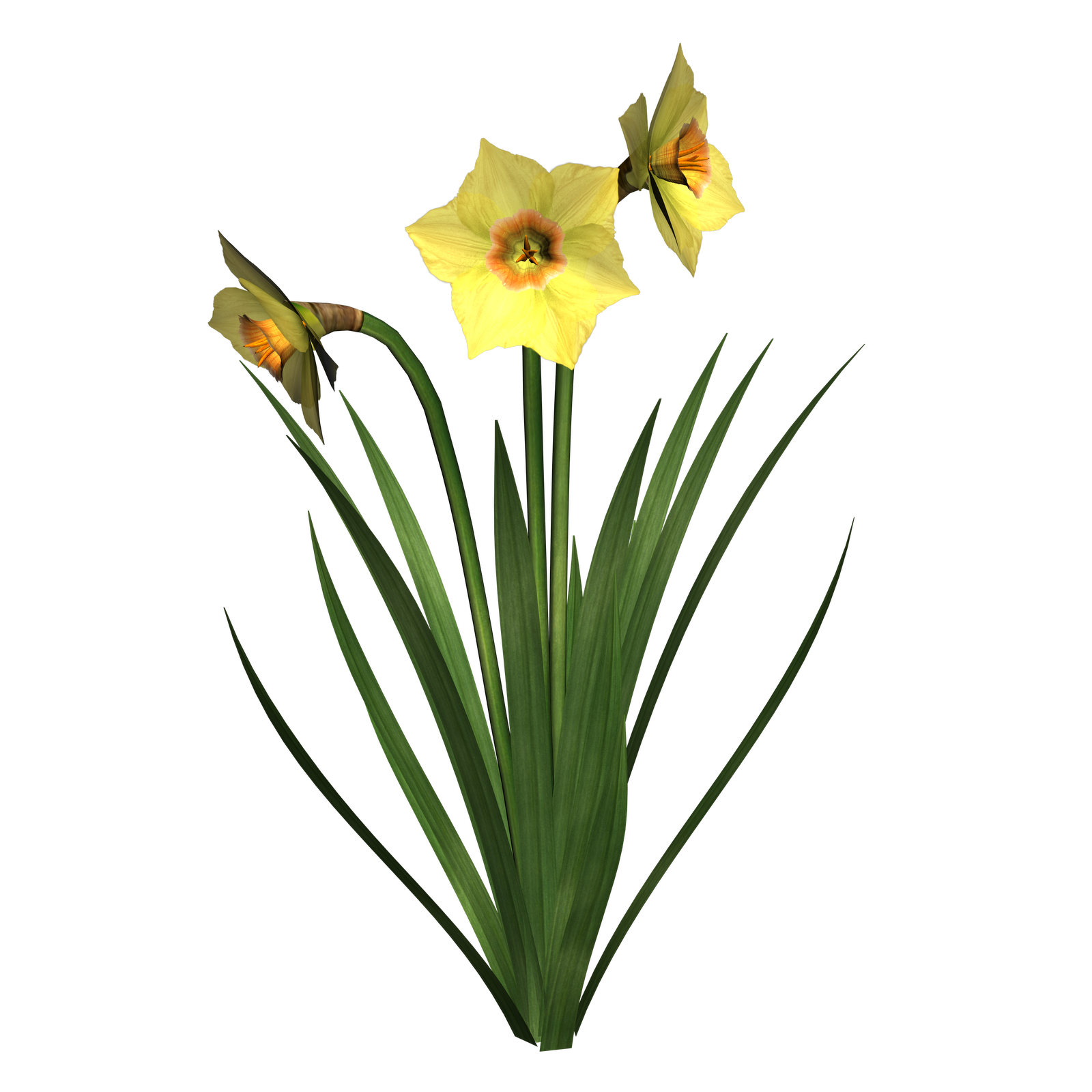 Daffodil Flower Clip Art - Free Clipart Images