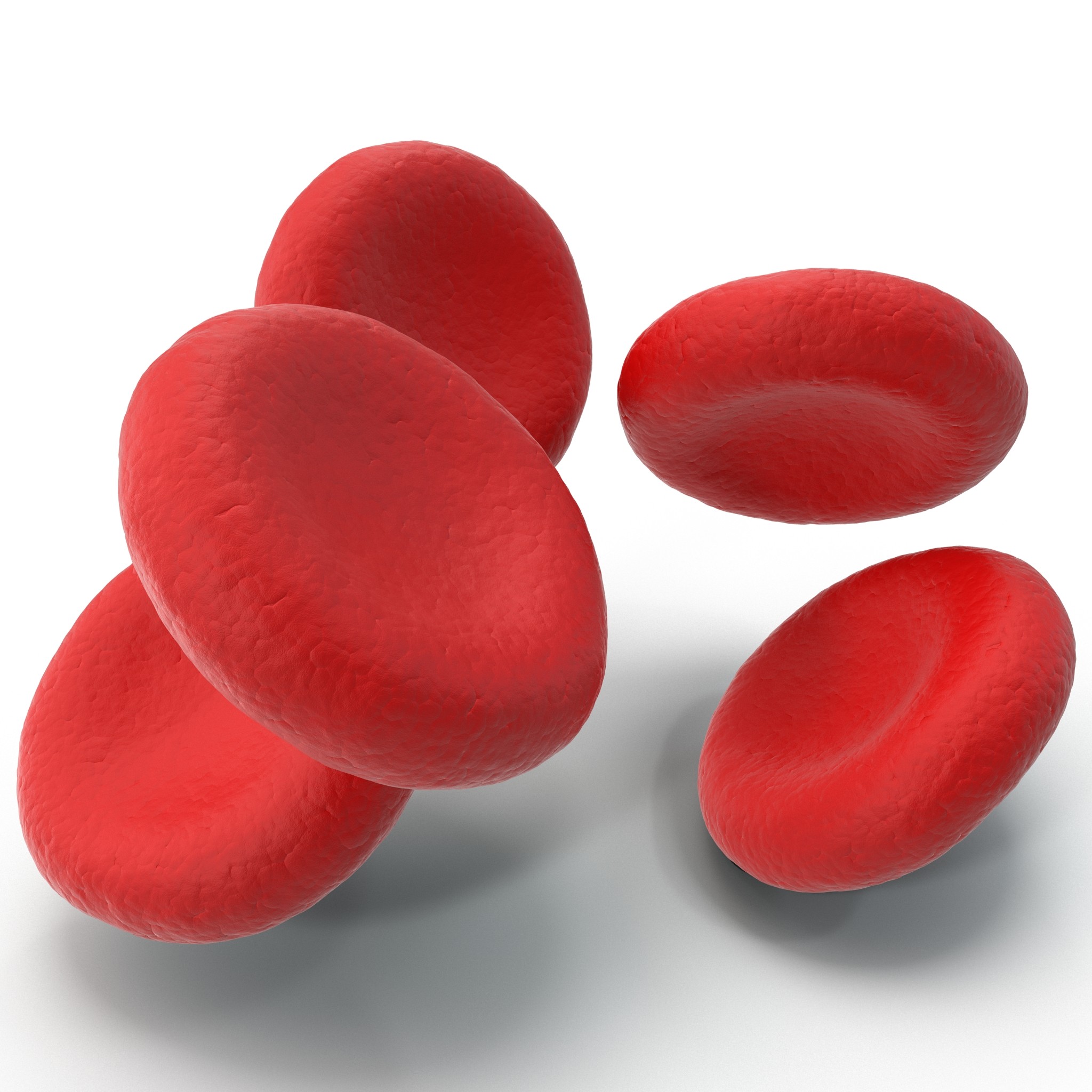 structure of a red blood cell diagram