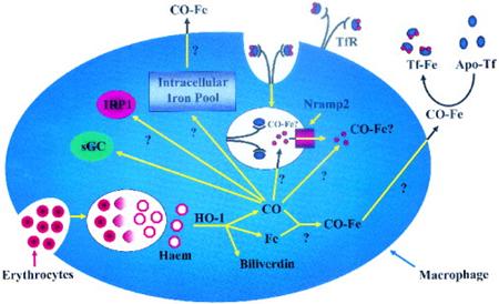 Immunology 1-