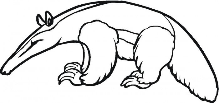 Anteater Drawing - ClipArt Best