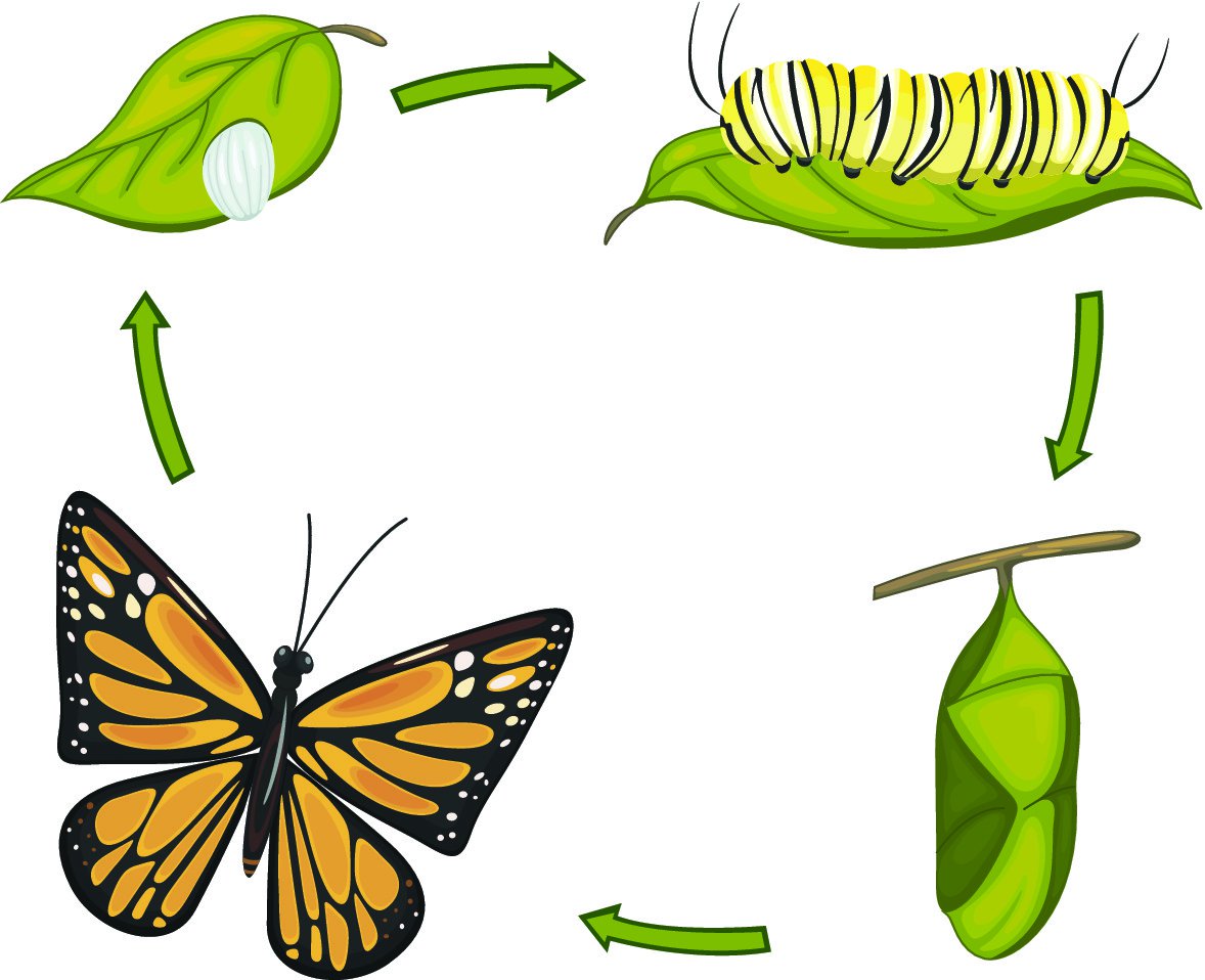 Caterpillar to butterfly cycle clipart