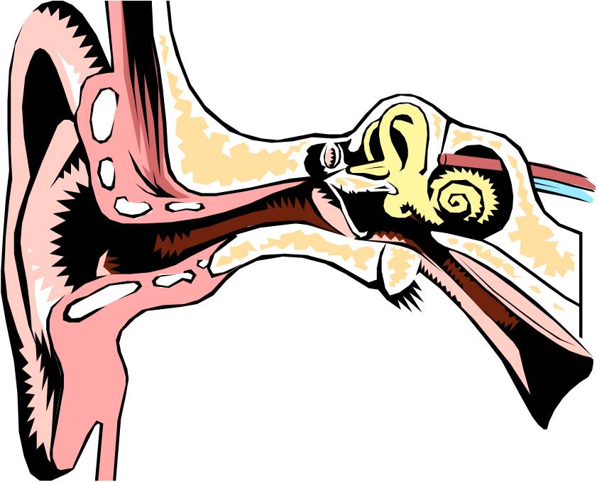 Ear Diagram Clip Art - ClipArt Best